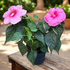 Hibiscus moscheutos ‘Extreme Hot Pink Imp’ – flerårig hibiskus med jättestora, intensivt rosa blommor
