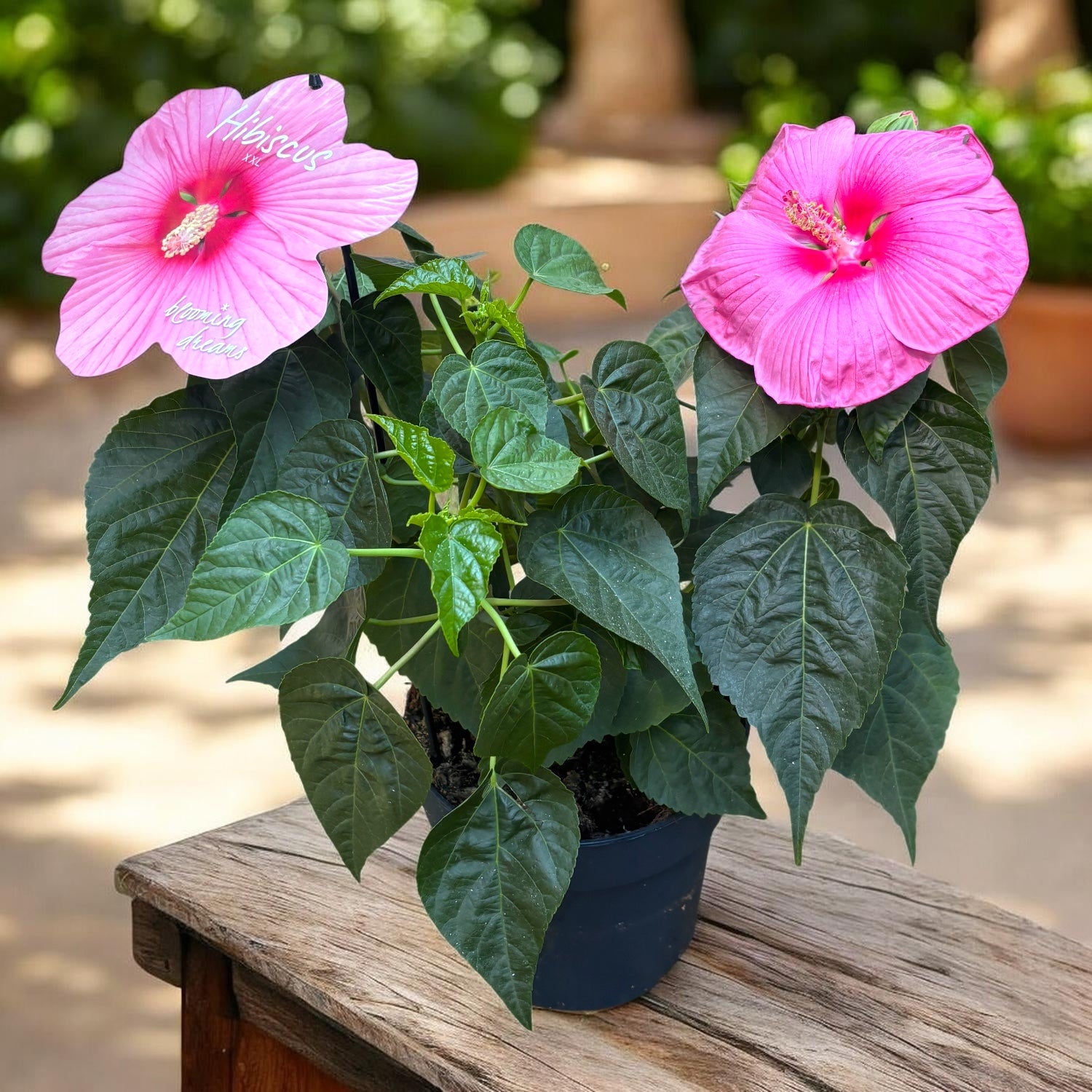 Hibiscus moscheutos ‘Extreme Hot Pink Imp’ – hibiscus peren cu flori uriase roz intens