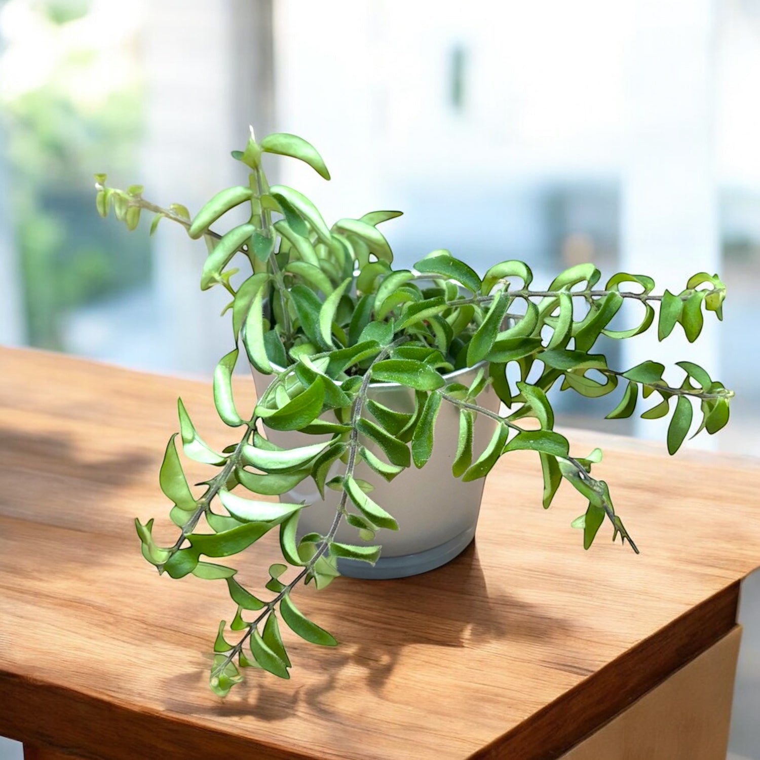 Aeschynanthus Twister - planta ruj cu frunzis rasucit si flori exotice rosii