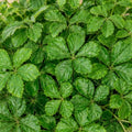 Parthenocissus striata - Καλλωπιστικό αμπέλι / Κισσός της Ουρουγουάης