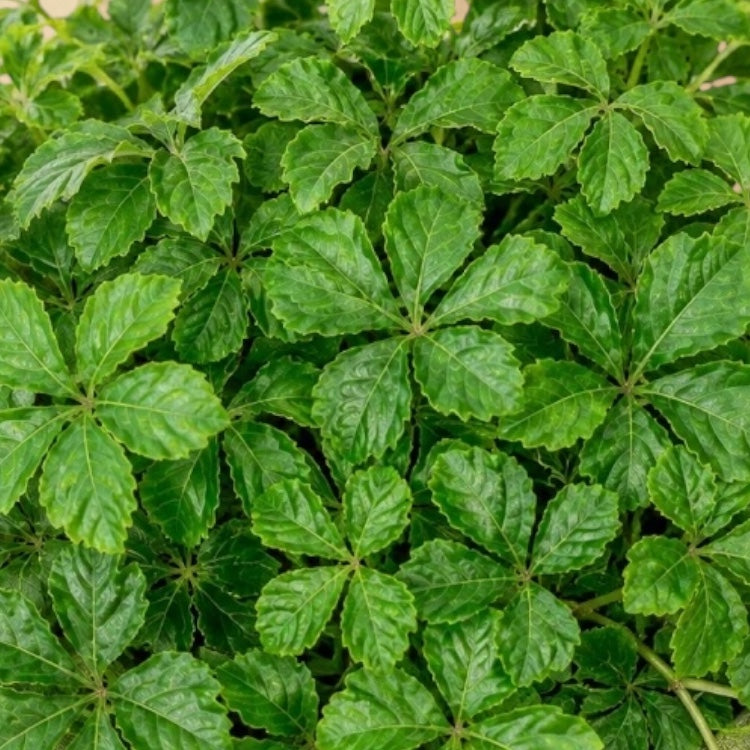 Parthenocissus striata - Καλλωπιστικό αμπέλι / Κισσός της Ουρουγουάης
