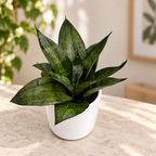 Sansevieria 'Frozen Crown'