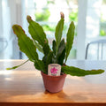Epiphyllum ‘Van Volker’ - cactus orhidee cu flori spectaculoase, pentru ghivece suspendate