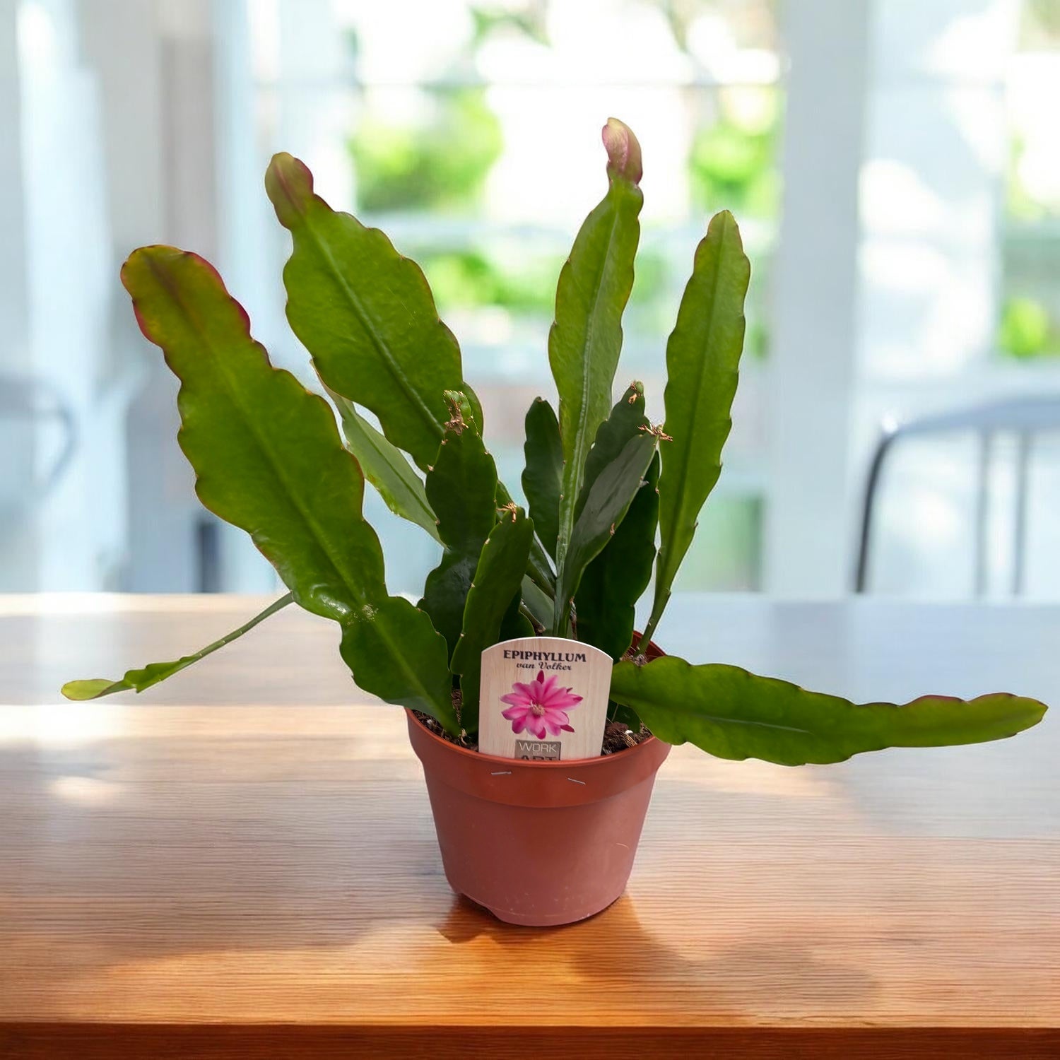 Epiphyllum ‘Van Volker’ - cactus orhidee cu flori spectaculoase, pentru ghivece suspendate