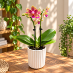 Phalaenopsis Aromio Spring (Morning Breeze) - intensivt doftande blommor - miniatyr