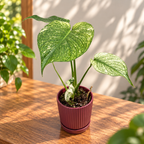 Monstera deliciosa 'Mint' - Monstera variegata cu desen verde-menta