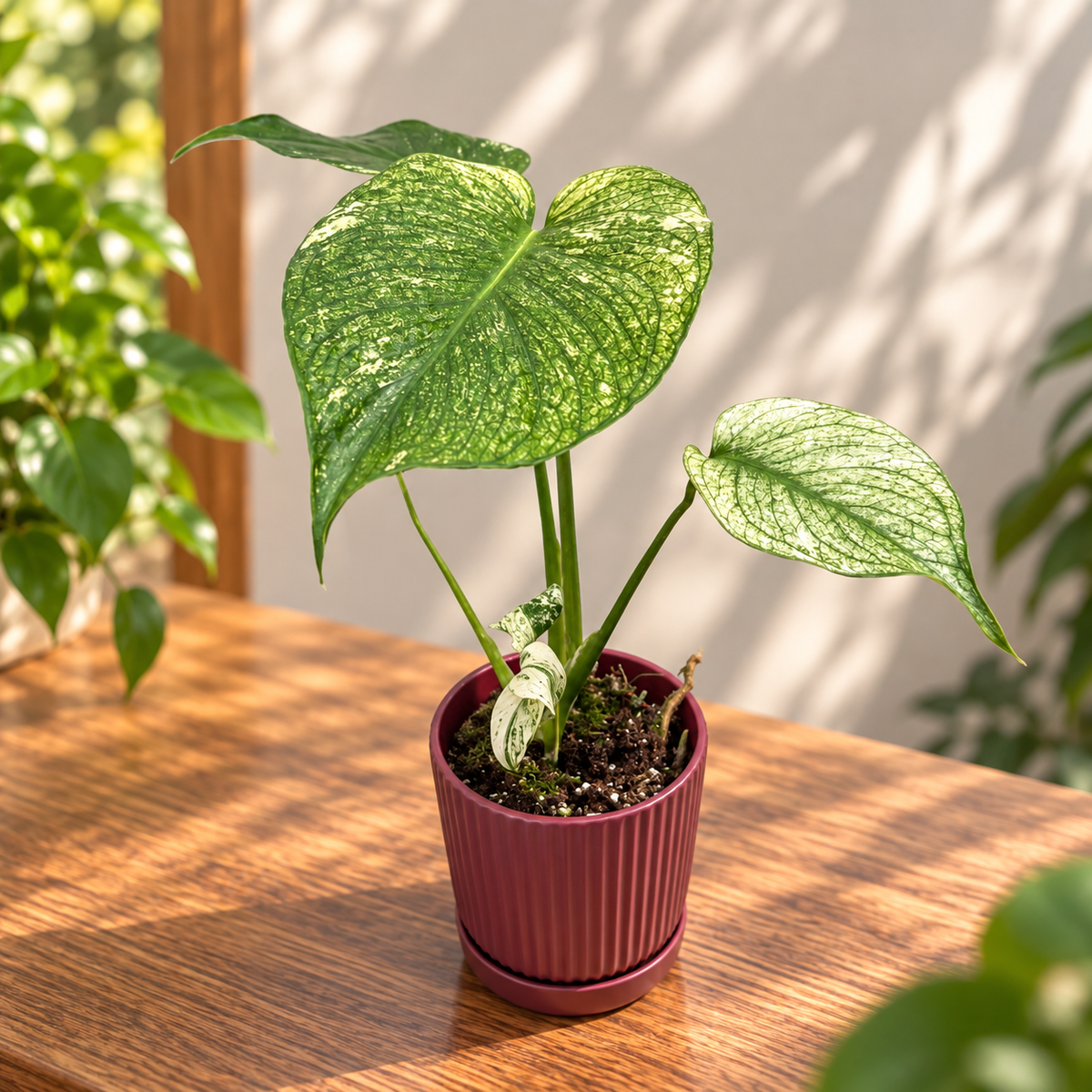 Monstera deliciosa 'Mint' - Monstera variegata cu desen verde-menta