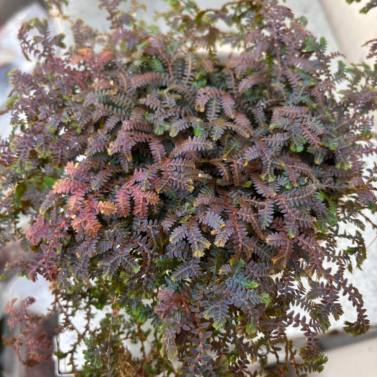 Selaginella uncinata (Peacock Moss) - rainbow fern