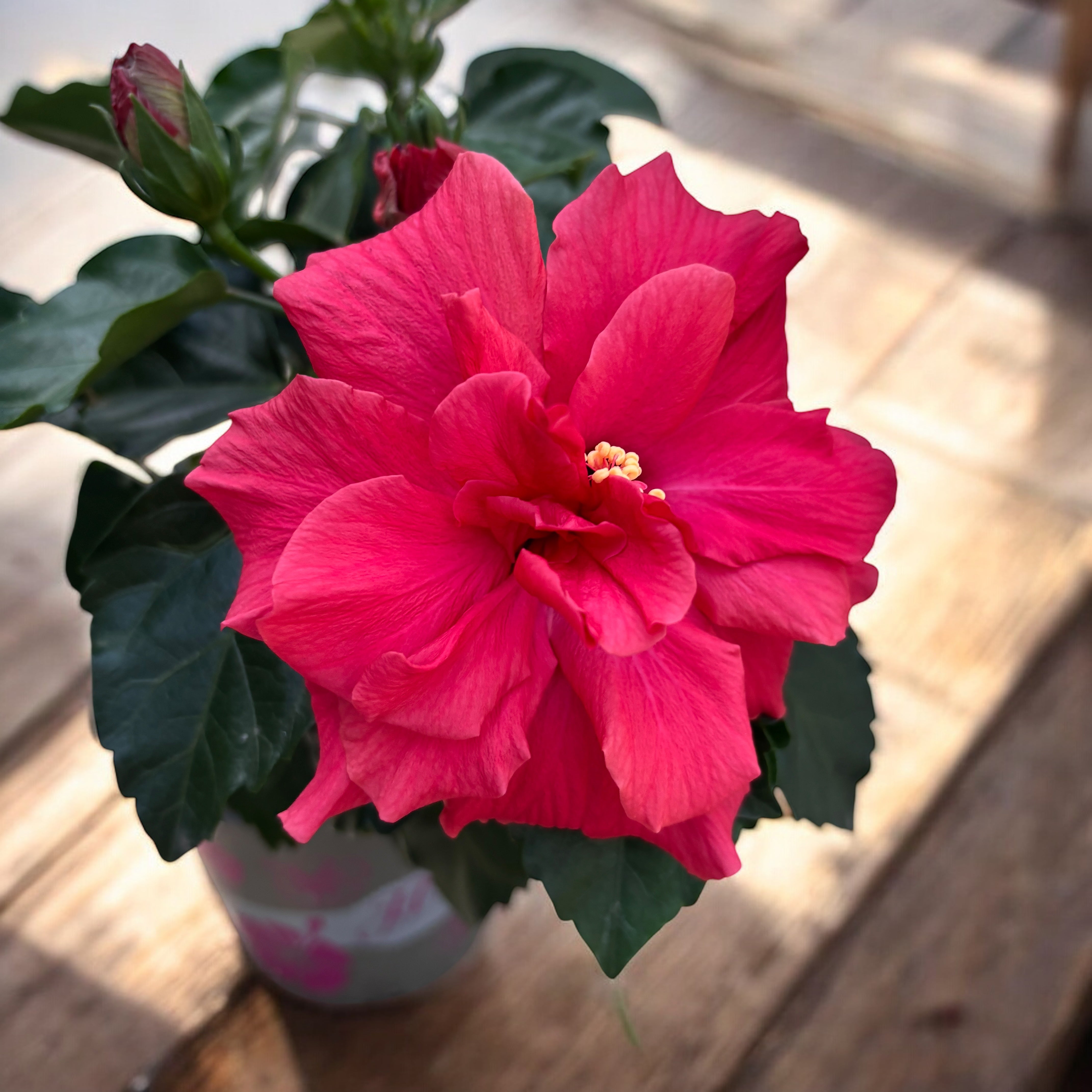 Hibiscus rosa-sinensis - Trandafir japonez cu floarea dubla roz