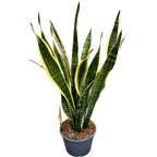 Sansevieria laurentii D19