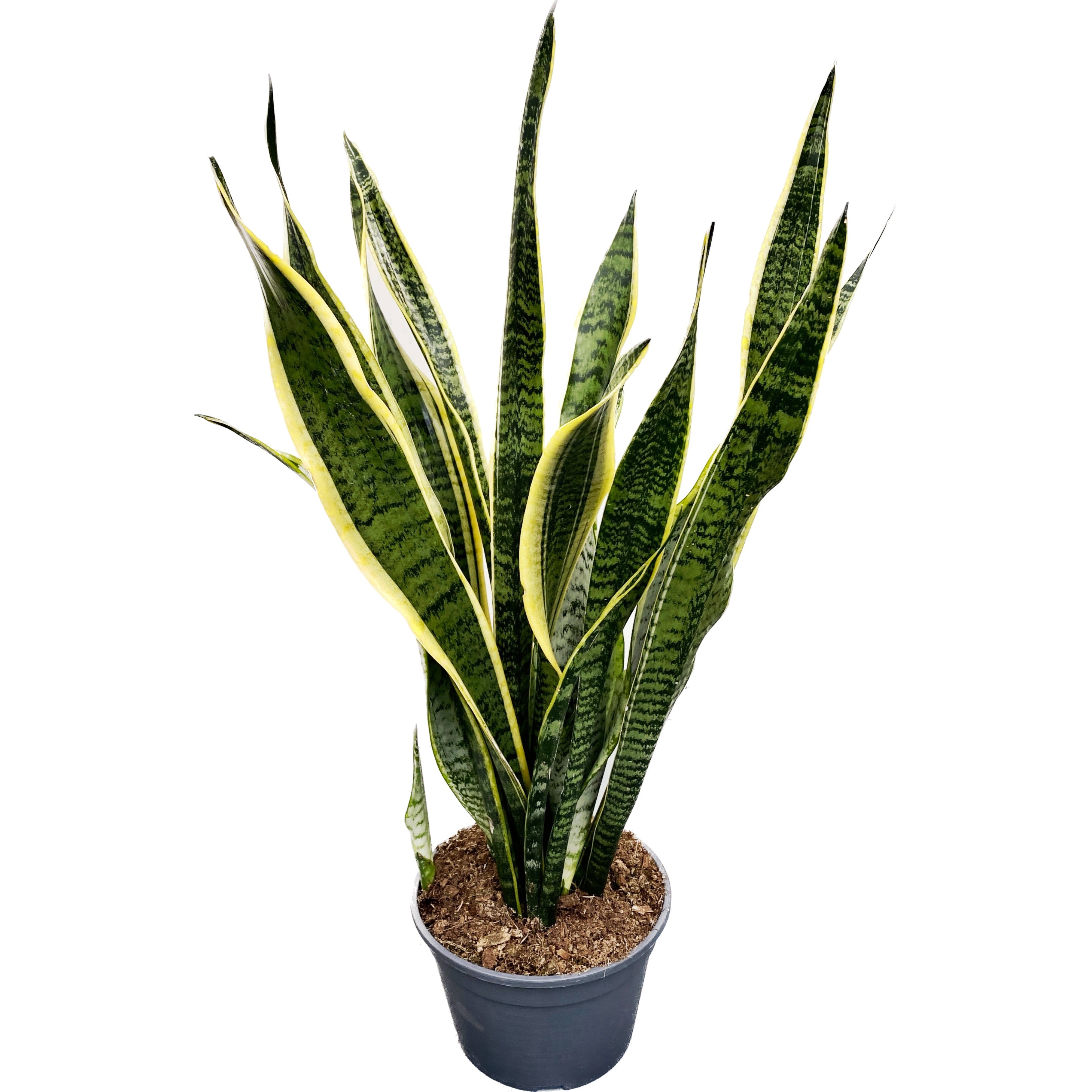 Sansevieria laurentii D19