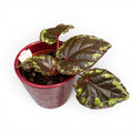 Begonia Ignita