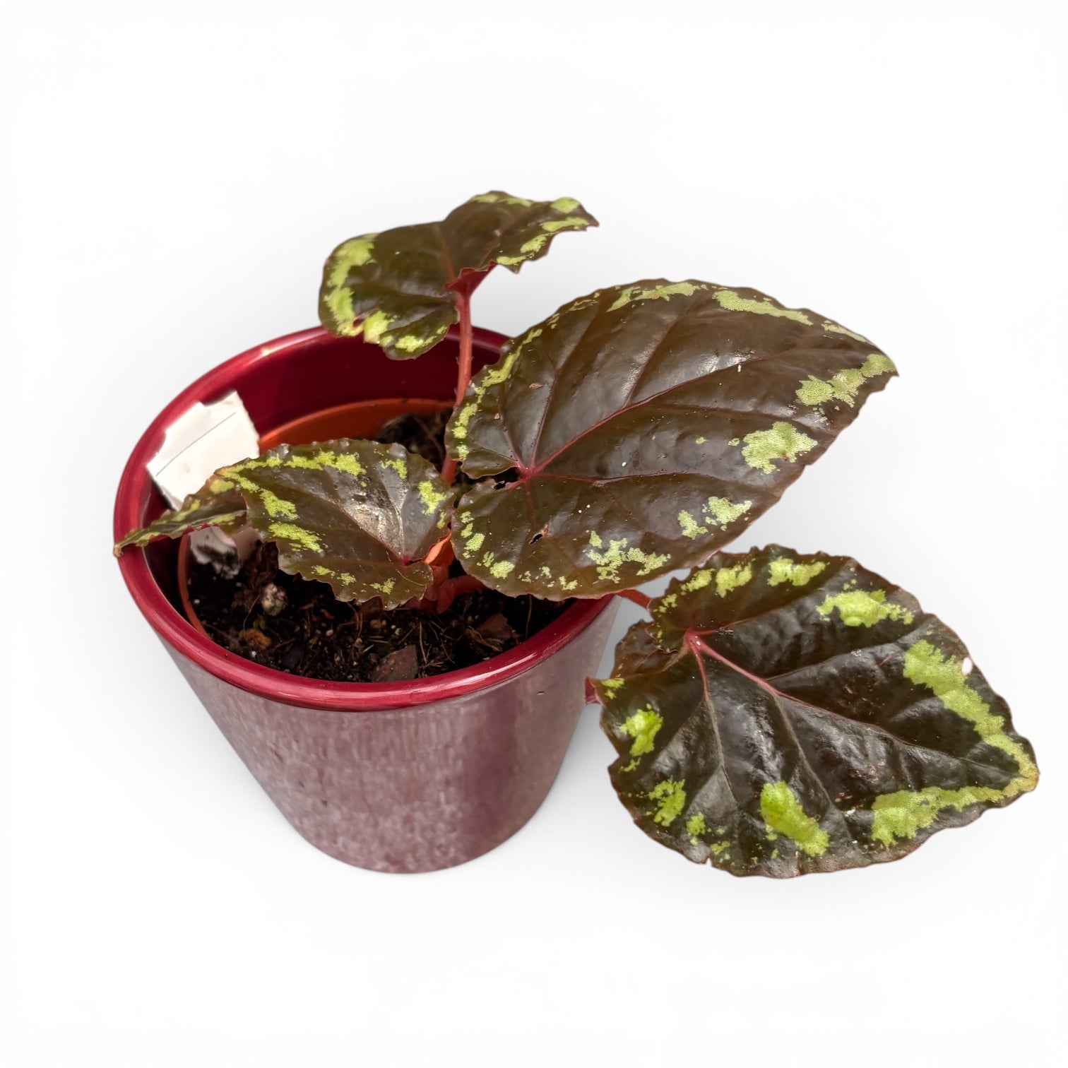 Begonia Ignita