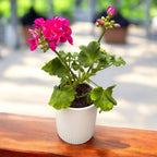 Pelargonium Tango® Deep Rose with Eye - muscata zonala roz-fuchsia cu centru contrastant