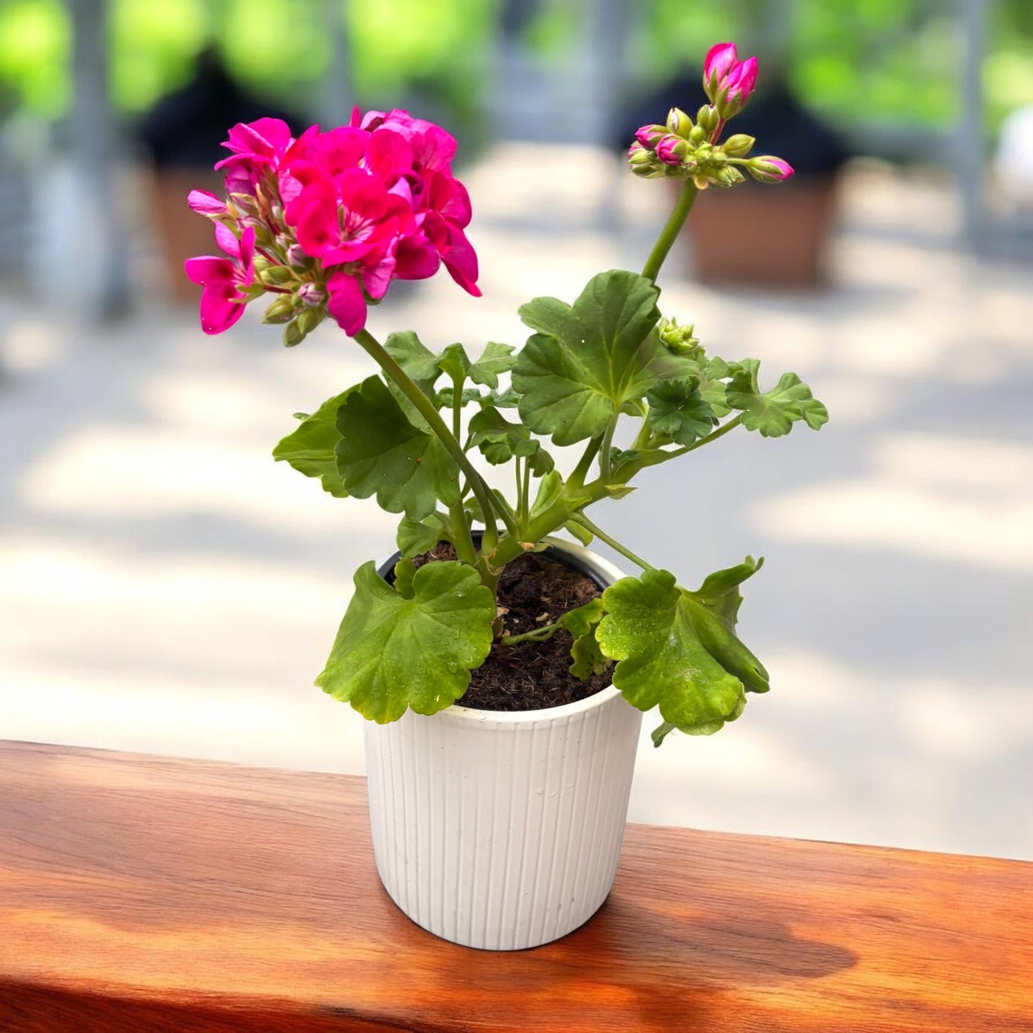 Pelargonium Tango® Deep Rose with Eye - muscata zonala roz-fuchsia cu centru contrastant