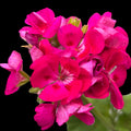 Pelargonium Tango® Deep Rose with Eye - muscata zonala roz-fuchsia cu centru contrastant