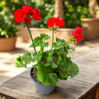Pelargonium zonale ‘Tango Dark Red’ - muscata compacta cu flori rosu-inchis