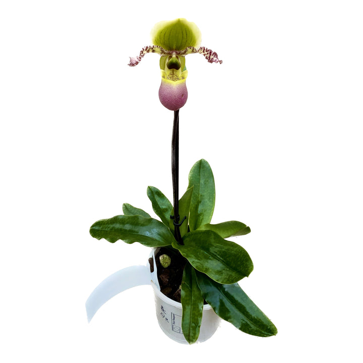 Paphiopedilum Pinocchio