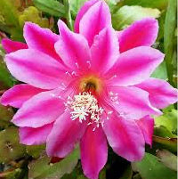 Epiphyllum ‘Van Volker’ - cactus orhidee cu flori spectaculoase, pentru ghivece suspendate