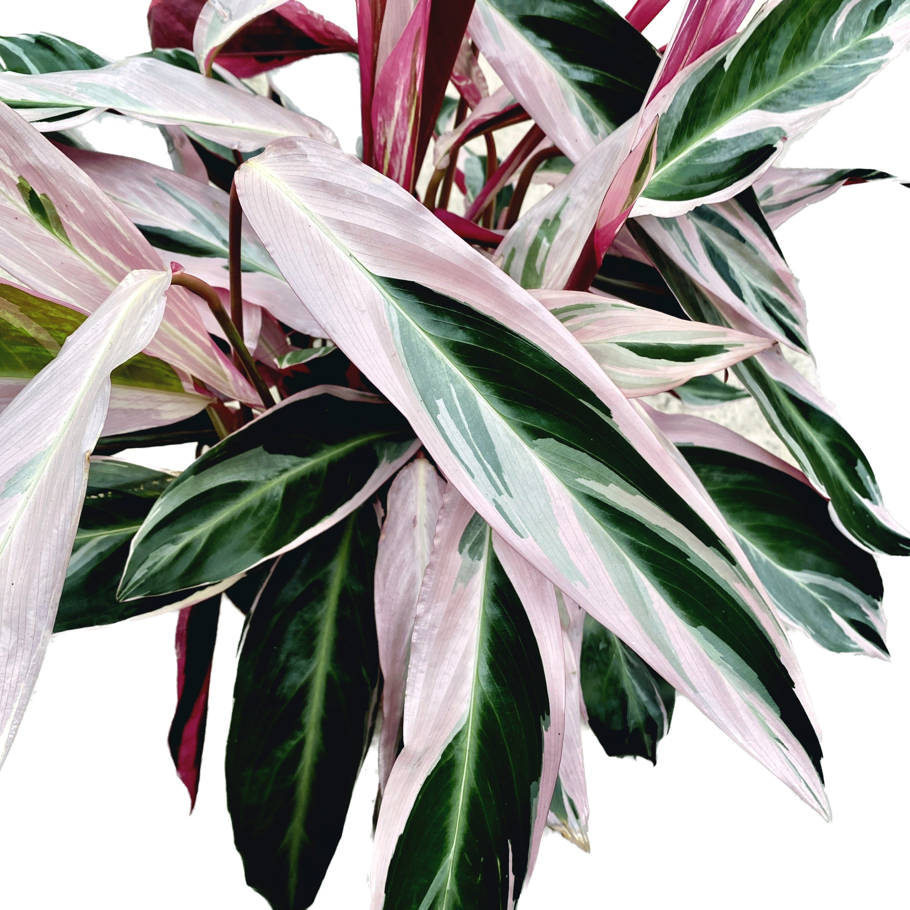 Calathea Triostar (Stromanthe Sanguinea Triostar) D14