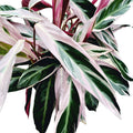 Calathea Triostar (Stromanthe Sanguinea Triostar) D12