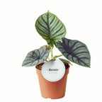 Alocasia Nebula (Elaine)