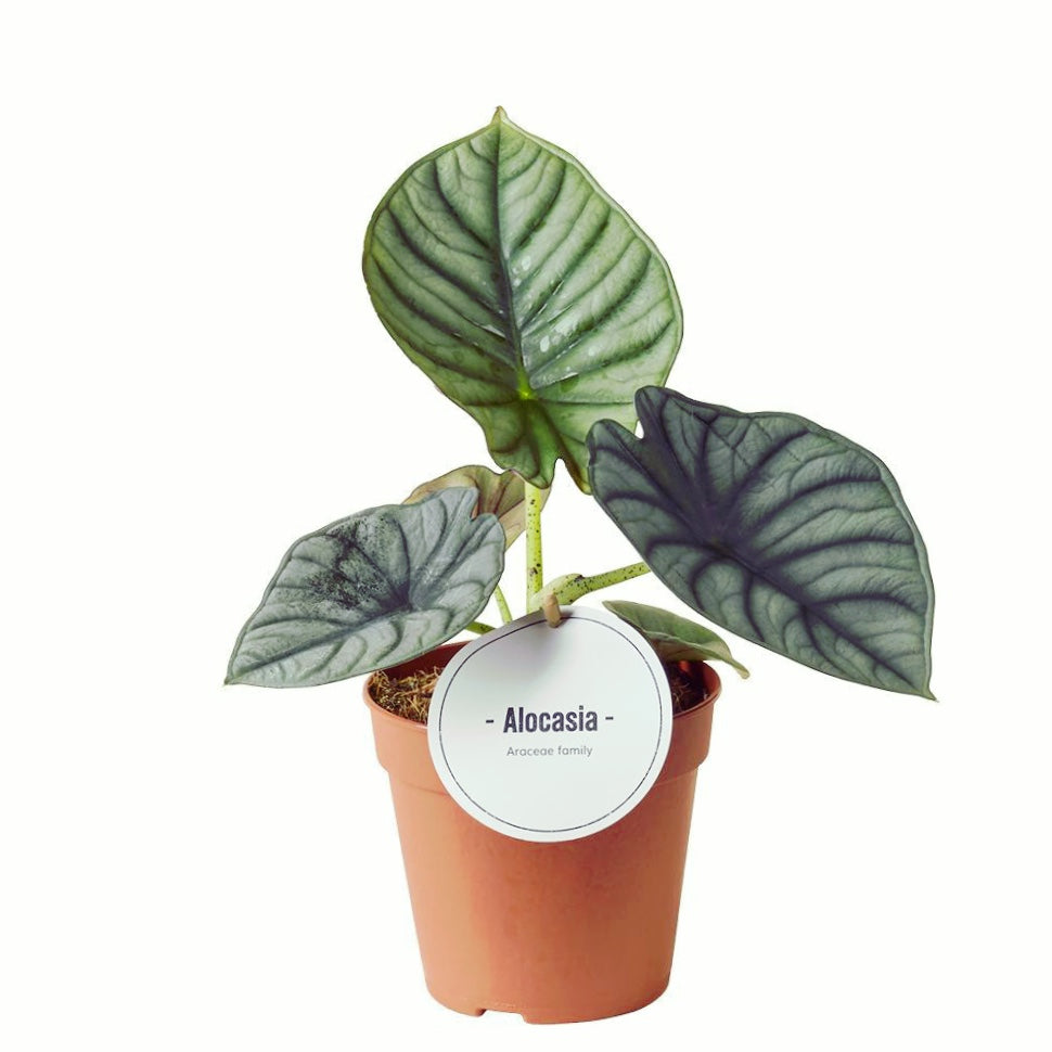 Alocasia Nebula (Elaine)
