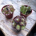 Sempervivum mix – sada 3 různých kusů