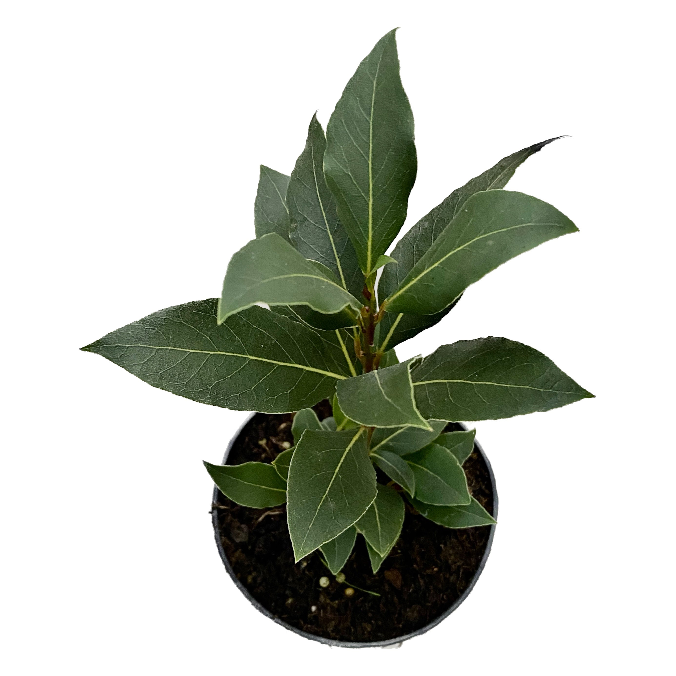 Dafin comestibil la ghiveci