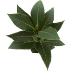 Dafin comestibil la ghiveci