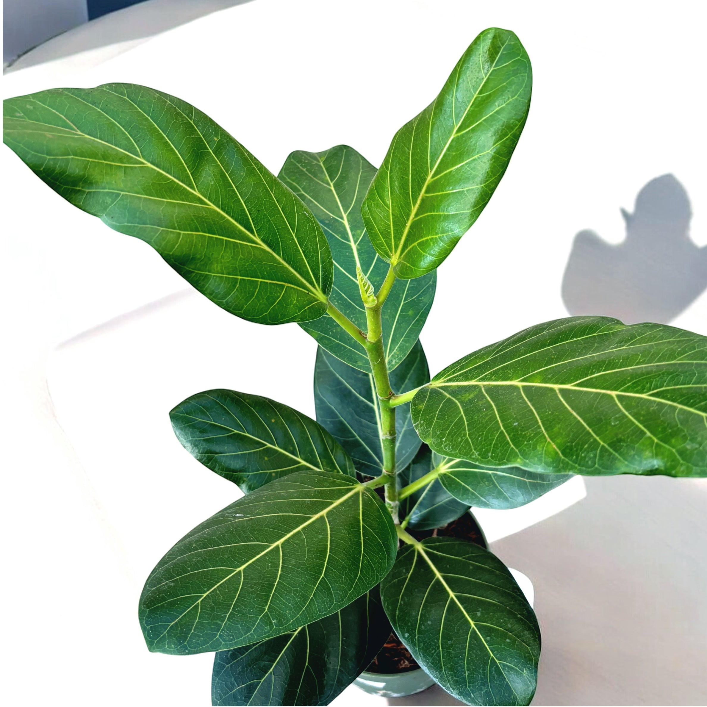 Ficus benghalensis ‘Audrey’