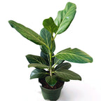 Ficus benghalensis 'Audrey'