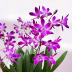 Dendrobium Berry Oda *fragrant