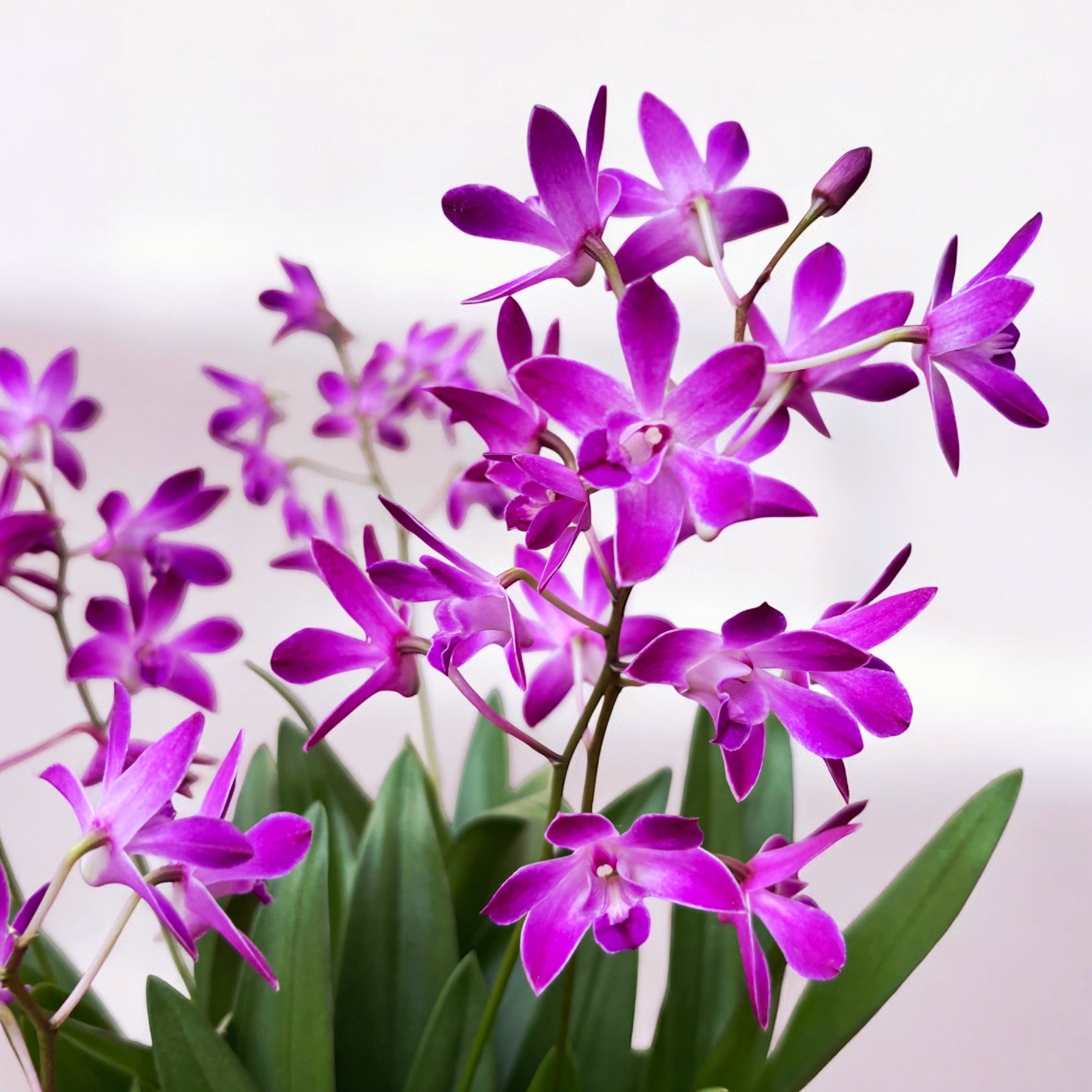 Dendrobium Berry Oda *fragrant