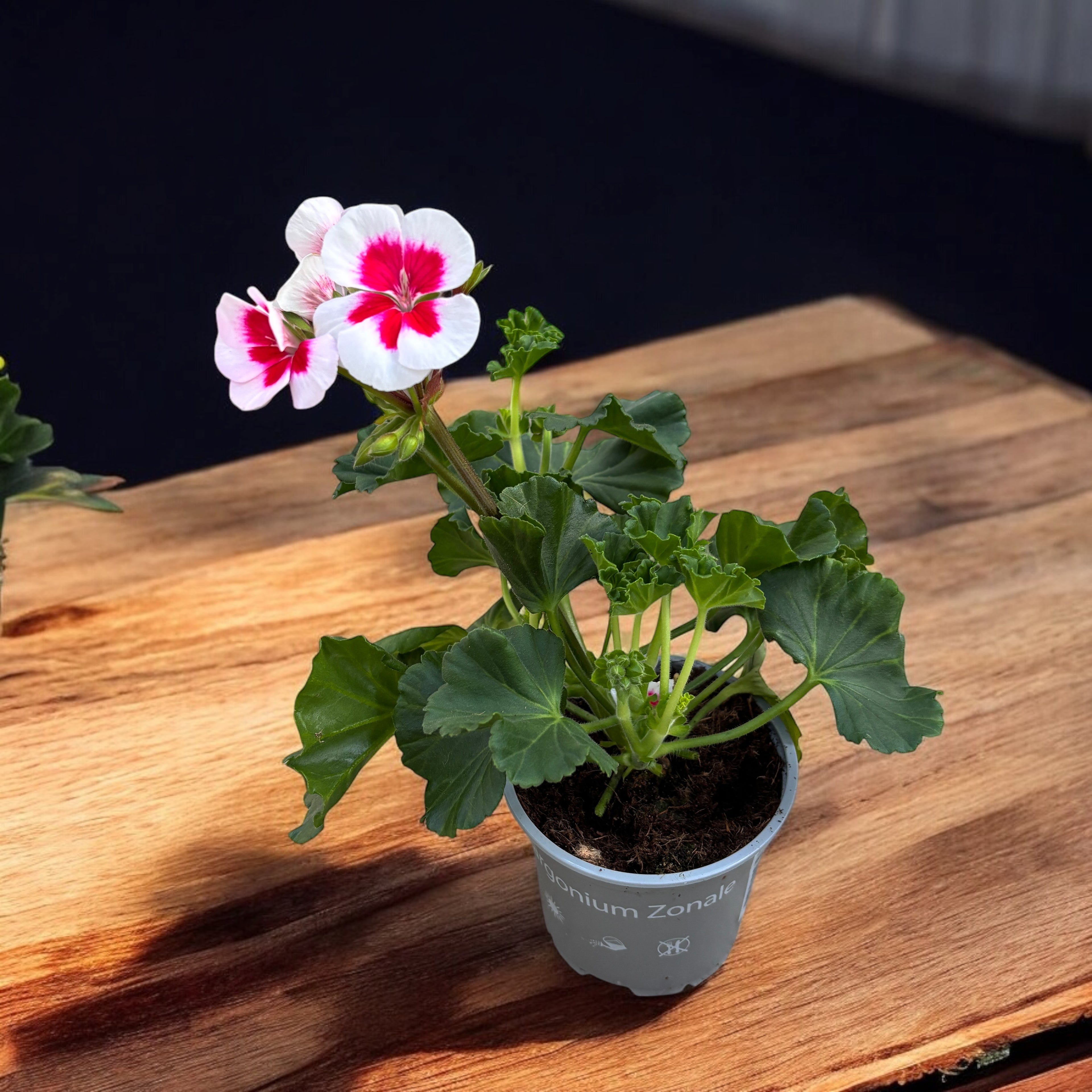 Muscate zonale - Pelargonium (Zonale Grp) 'Tango White Splash'