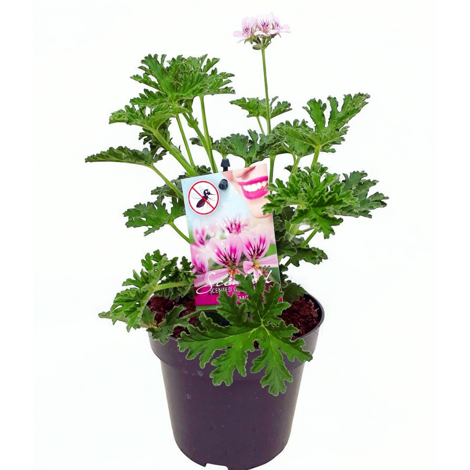 Muscate parfumate antitantari - Pelargonium (Graveolens Group) 'Isko Lemon'