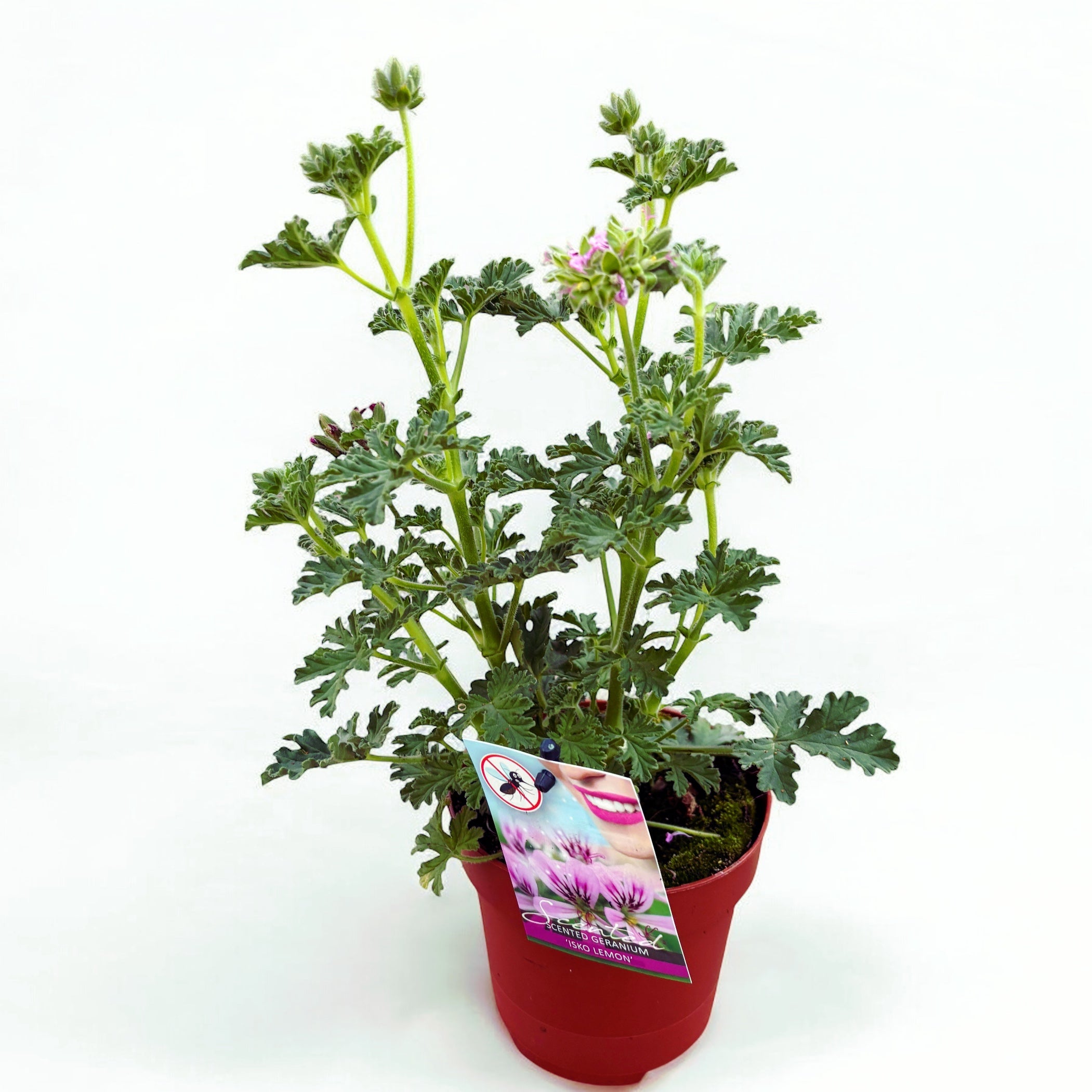 Muscate parfumate antitantari - Pelargonium (Graveolens Group) 'Isko Lemon'