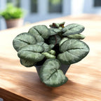 Cyclamen coum 'Silver Leaf' Vaaleanpunainen/Valkoinen - talven koru hopeanvärisillä lehdillä