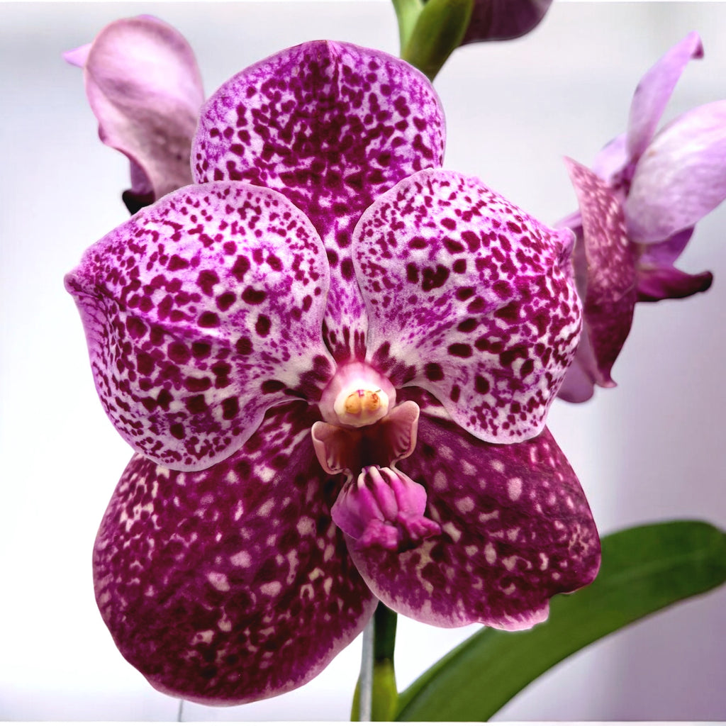 Vanda SUNANDA Magenta Glitter (Ansu)