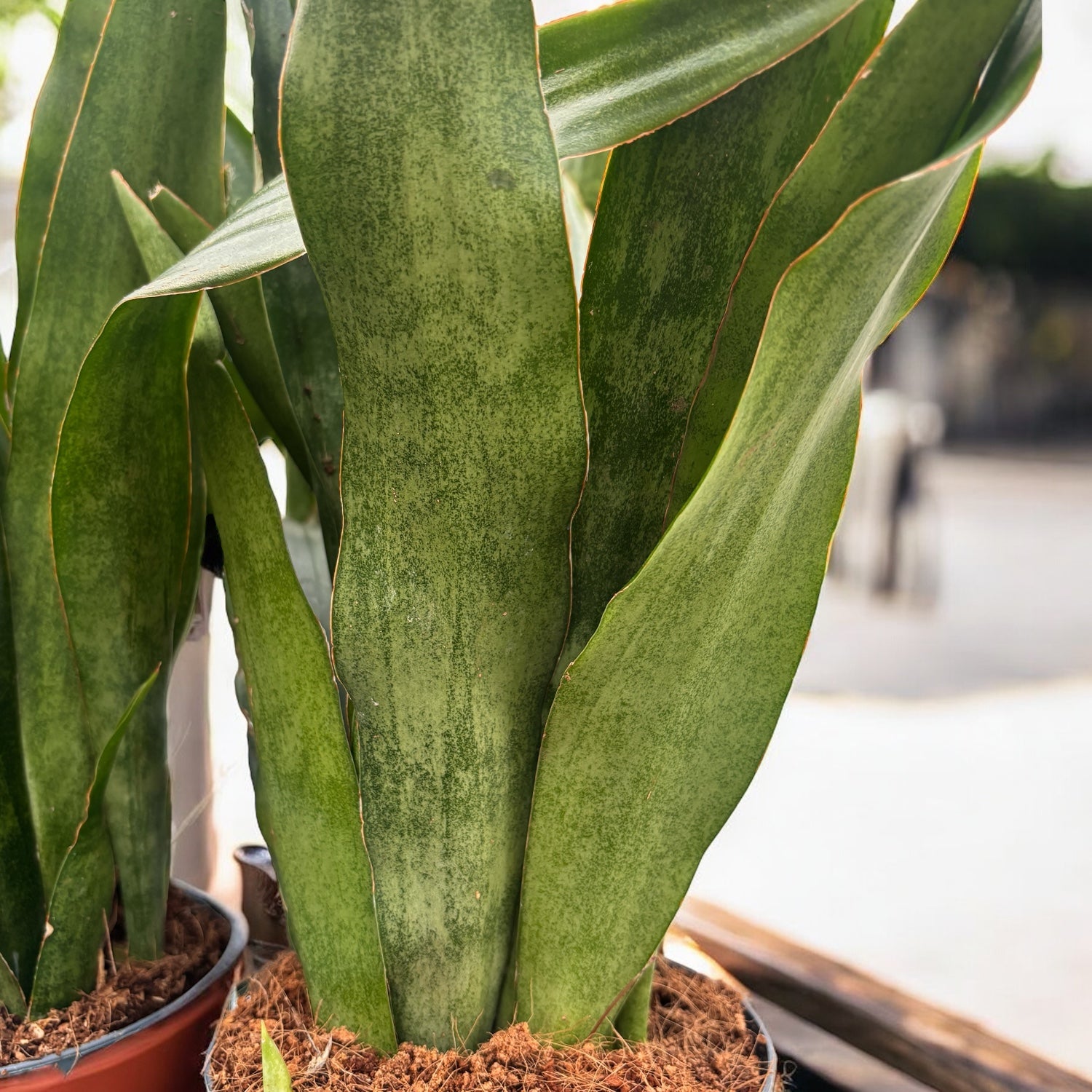 Sansevieria aubrytiana ‘Graylin’ – eleganta moderna in tonuri gri-argintiu si frunzis arhitectural
