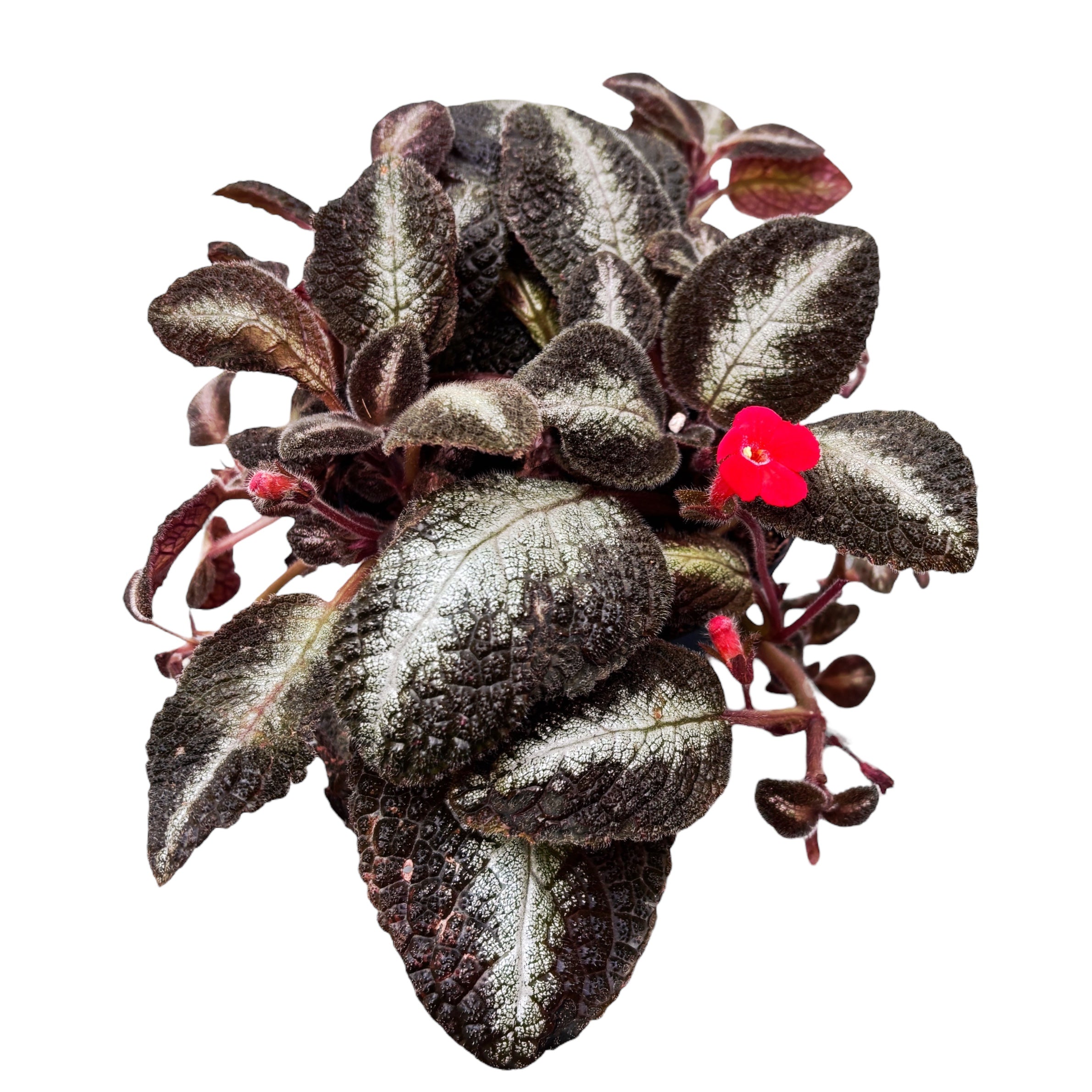 Episcia cupreata 'Metallica'