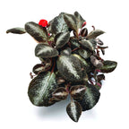 Episcia cupreata 'Metallica'