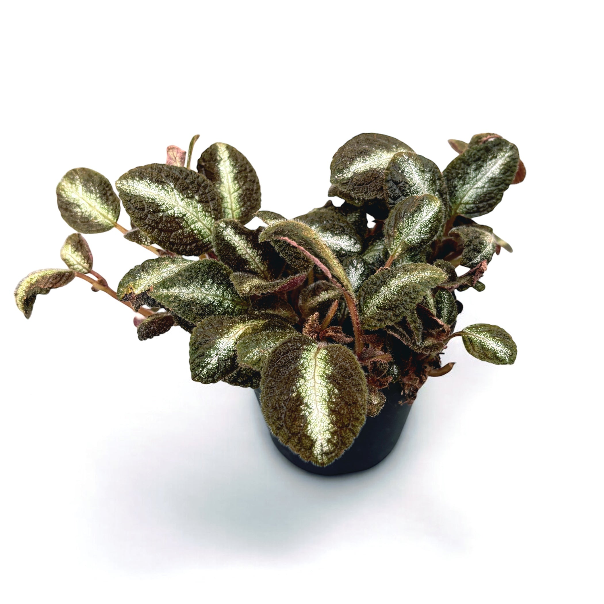 Episcia cupreata 'Metallica'