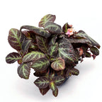 Episcia Pink Panther