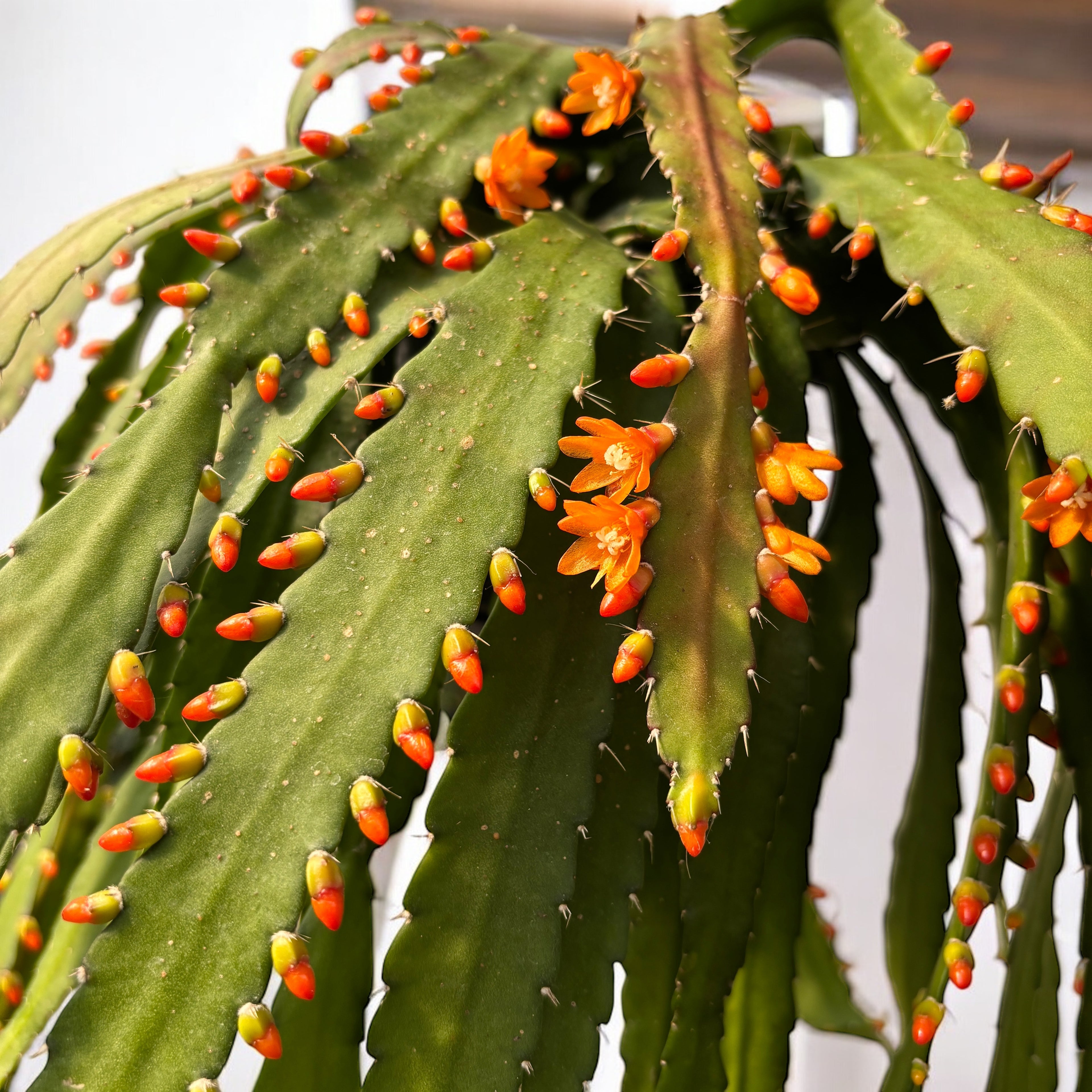 Rhipsalis monacantha - exemplare XL