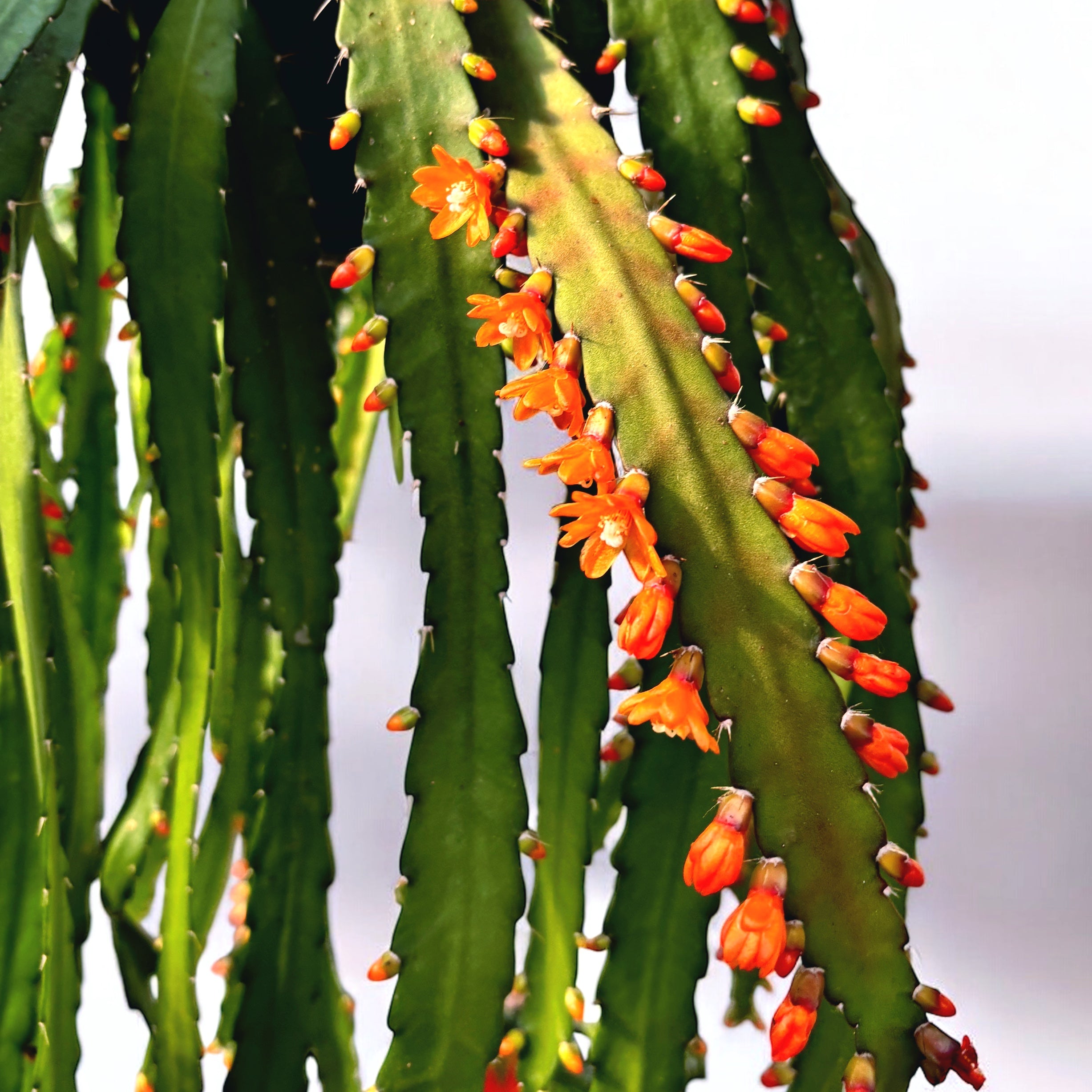 Rhipsalis monacantha - exemplare XL