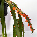 Rhipsalis monacantha - primerki XL