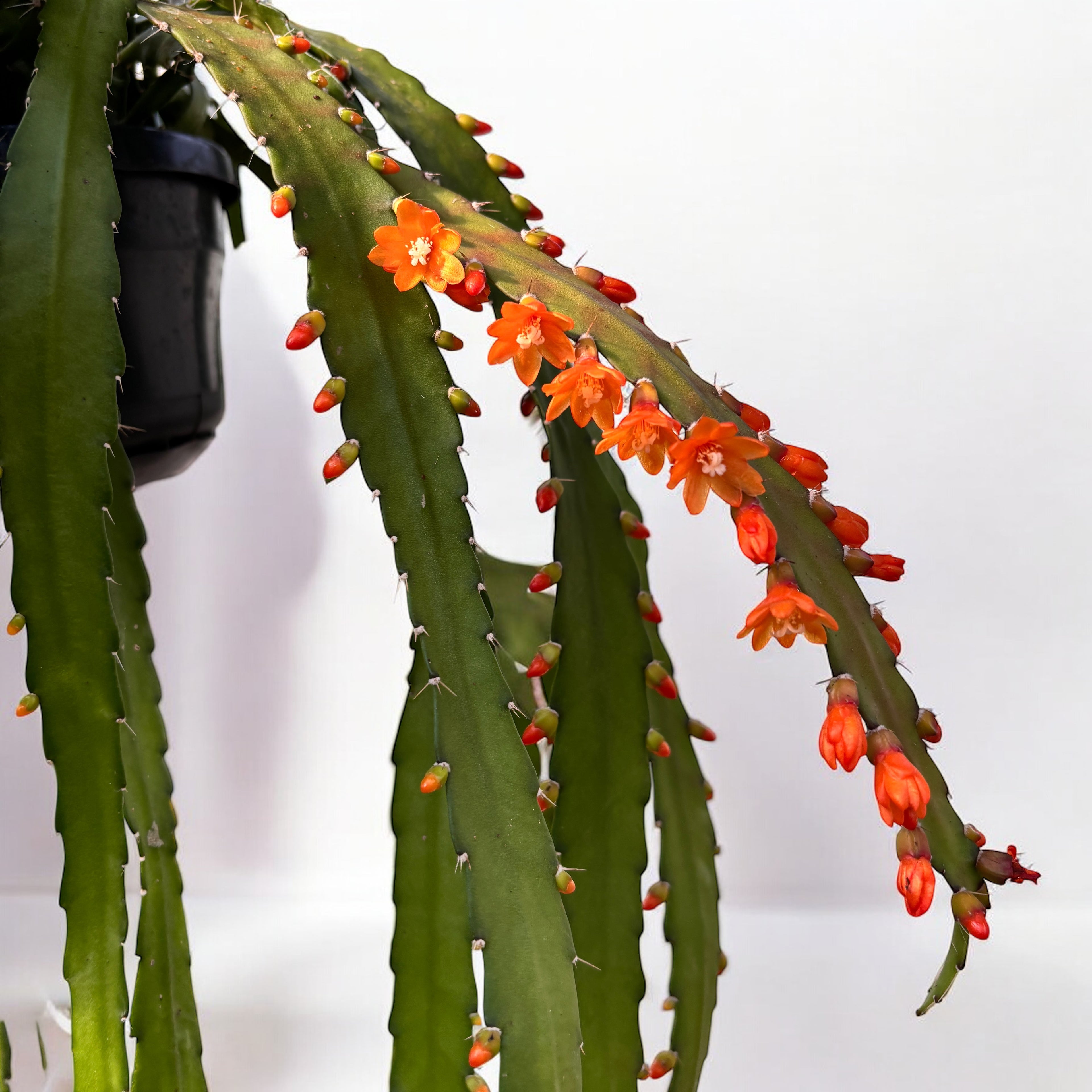 Rhipsalis monacantha - exemplare XL