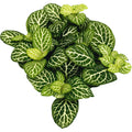 Fittonia 'Joly lemon', planta mozaic