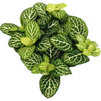 Fittonia 'Joly lemon', planta mozaic